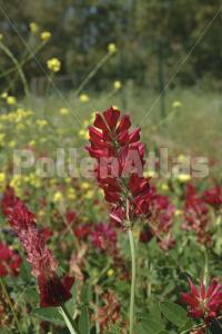 Hedysarum coronarium