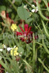 Hedysarum coronarium