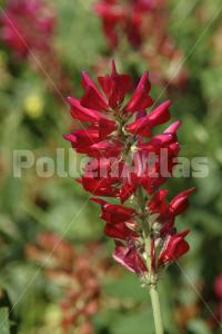 Hedysarum coronarium