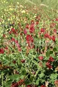 Hedysarum coronarium