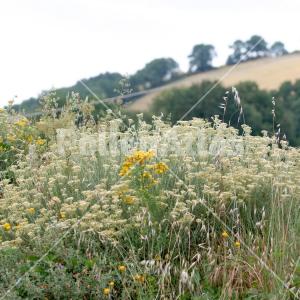 Helichrysum italicum