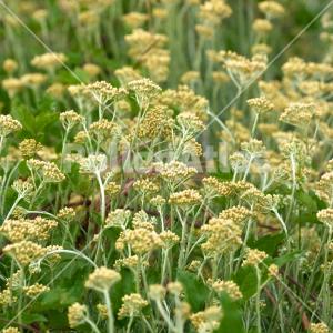 Helichrysum italicum