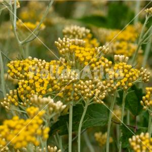 Helichrysum italicum