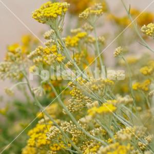 Helichrysum italicum