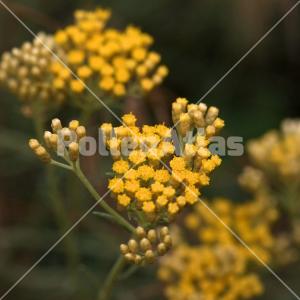 Helichrysum italicum