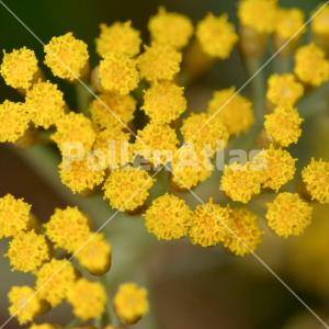 Helichrysum italicum