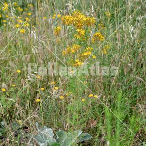 Hypericum perforatum