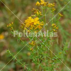 Hypericum perforatum