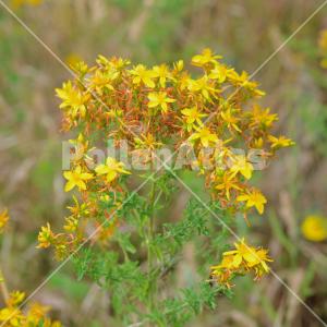 Hypericum perforatum