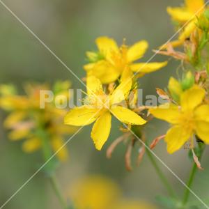 Hypericum perforatum
