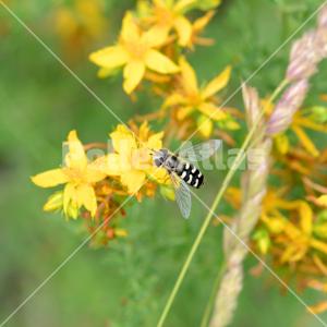 Hypericum perforatum