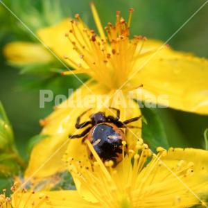Hypericum perforatum