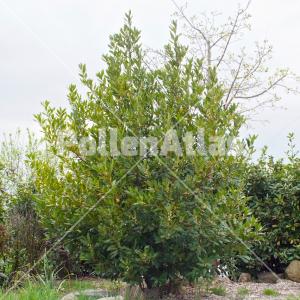 Laurus nobilis 1