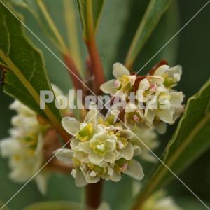Laurus nobilis 4