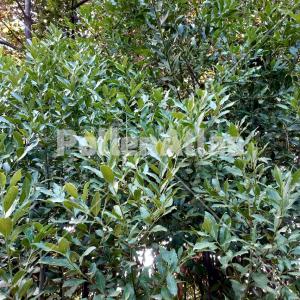 Laurus nobilis 5