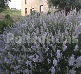 Lavandula angustifolia