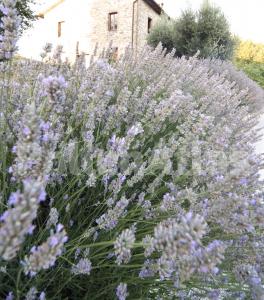 Lavandula angustifolia