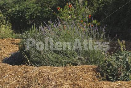 Lavandula angustifolia