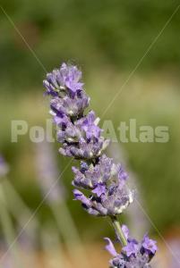 Lavandula angustifolia
