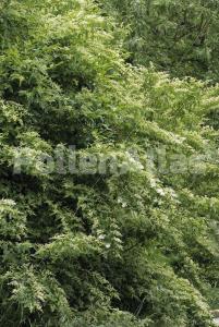 Ligustrum vulgare