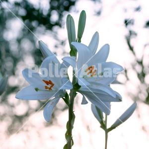 Lilium candidum
