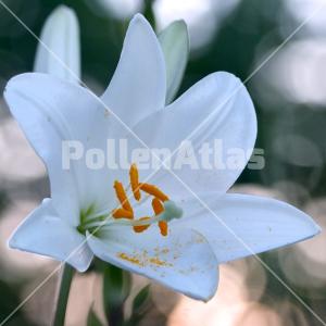 Lilium candidum