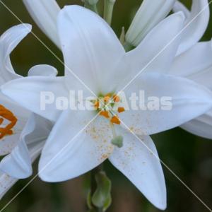 Lilium candidum