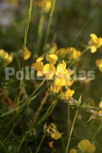 Lotus corniculatus