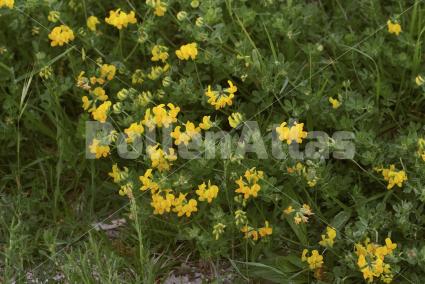 Lotus corniculatus