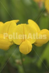 Lotus corniculatus
