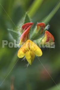 Lotus corniculatus