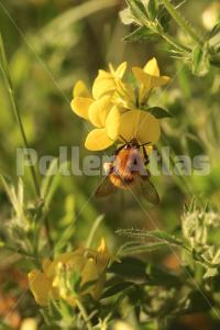 Lotus corniculatus
