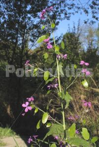 Lunaria annua