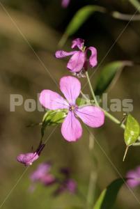 Lunaria annua