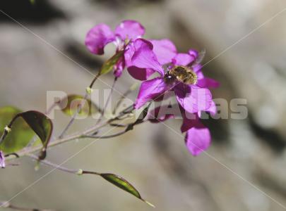 Lunaria annua