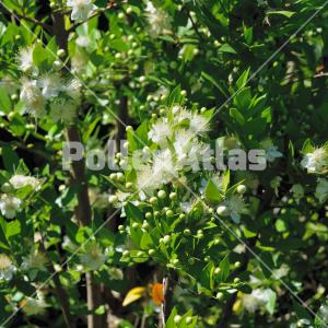 Myrtus communis