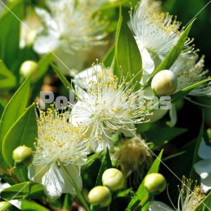 Myrtus communis