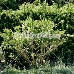 Myrtus communis