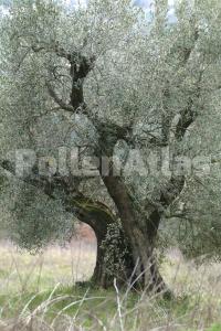 Olea europaea