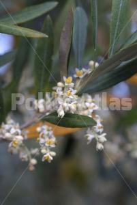 Olea europaea