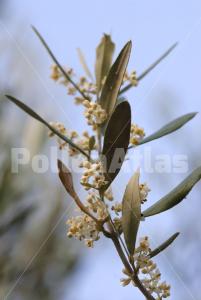 Olea europaea