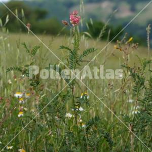 Onobrychis viciifolia