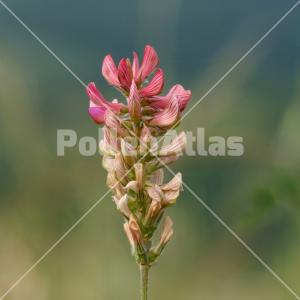 Onobrychis viciifolia