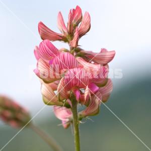 Onobrychis viciifolia