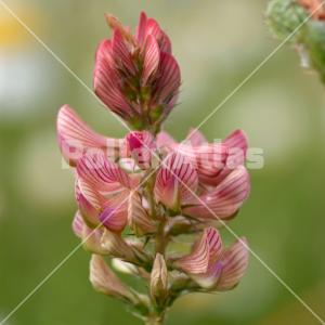 Onobrychis viciifolia