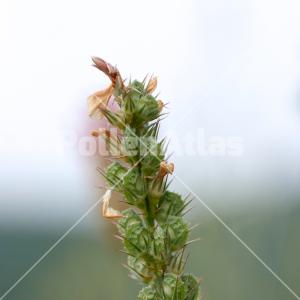 Onobrychis viciifolia