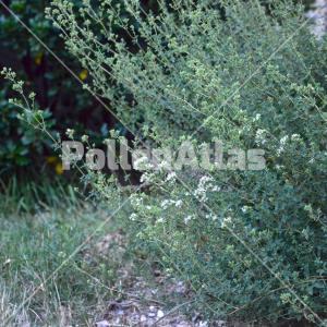 Origanum vulgare 1