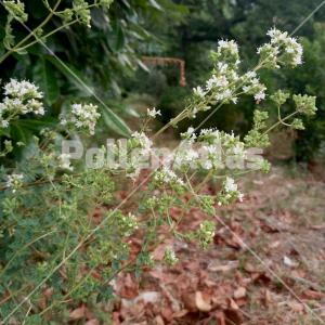 Origanum vulgare 2