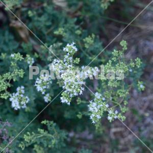Origanum vulgare 3