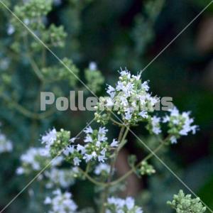 Origanum vulgare 4